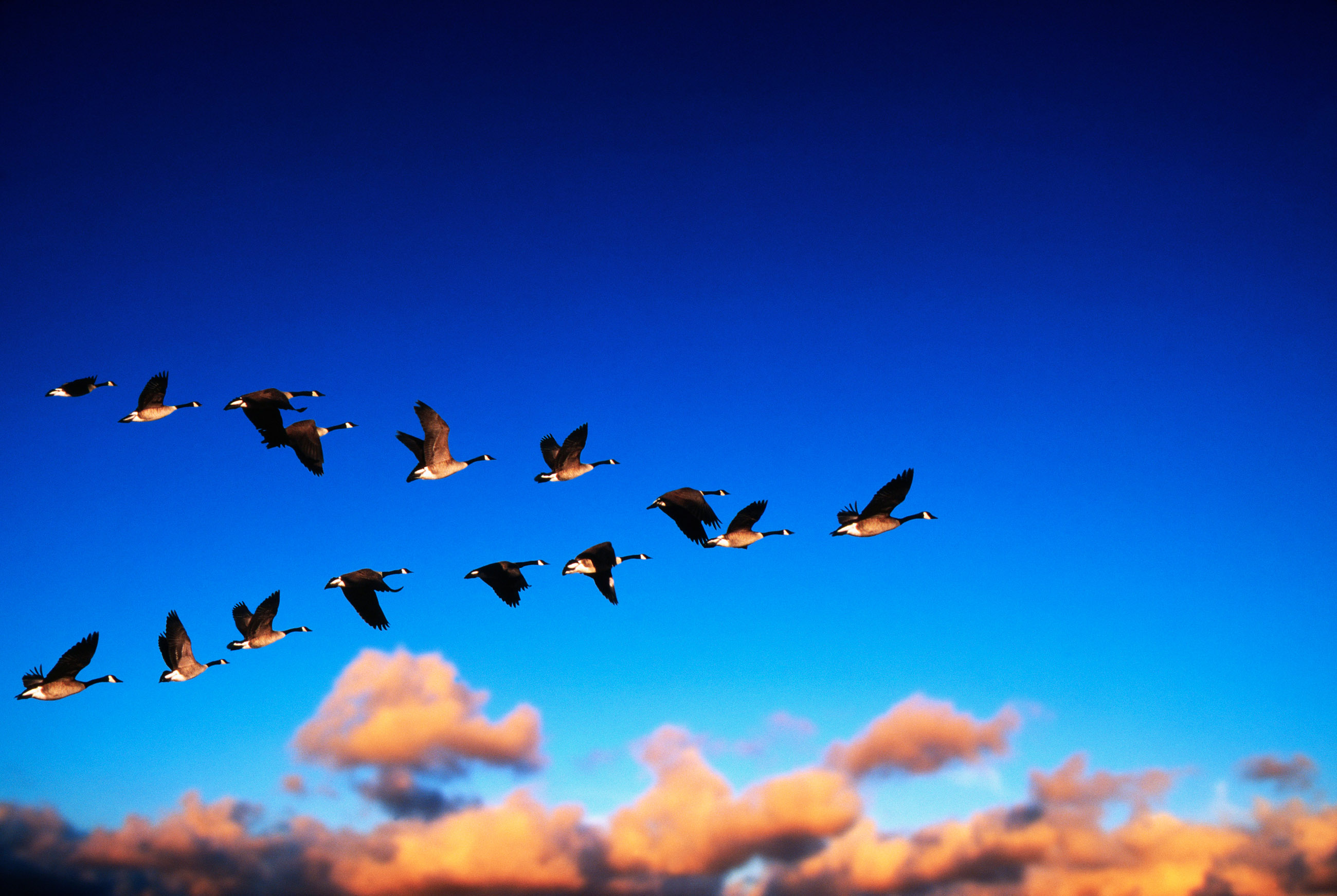 Geese 2