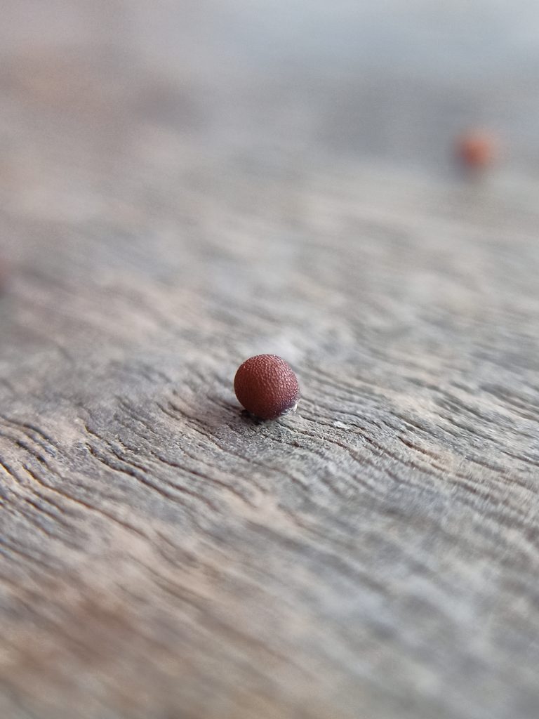 Mustard seeds 346210 pixahive 768x1024