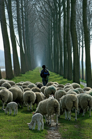 Shepherd