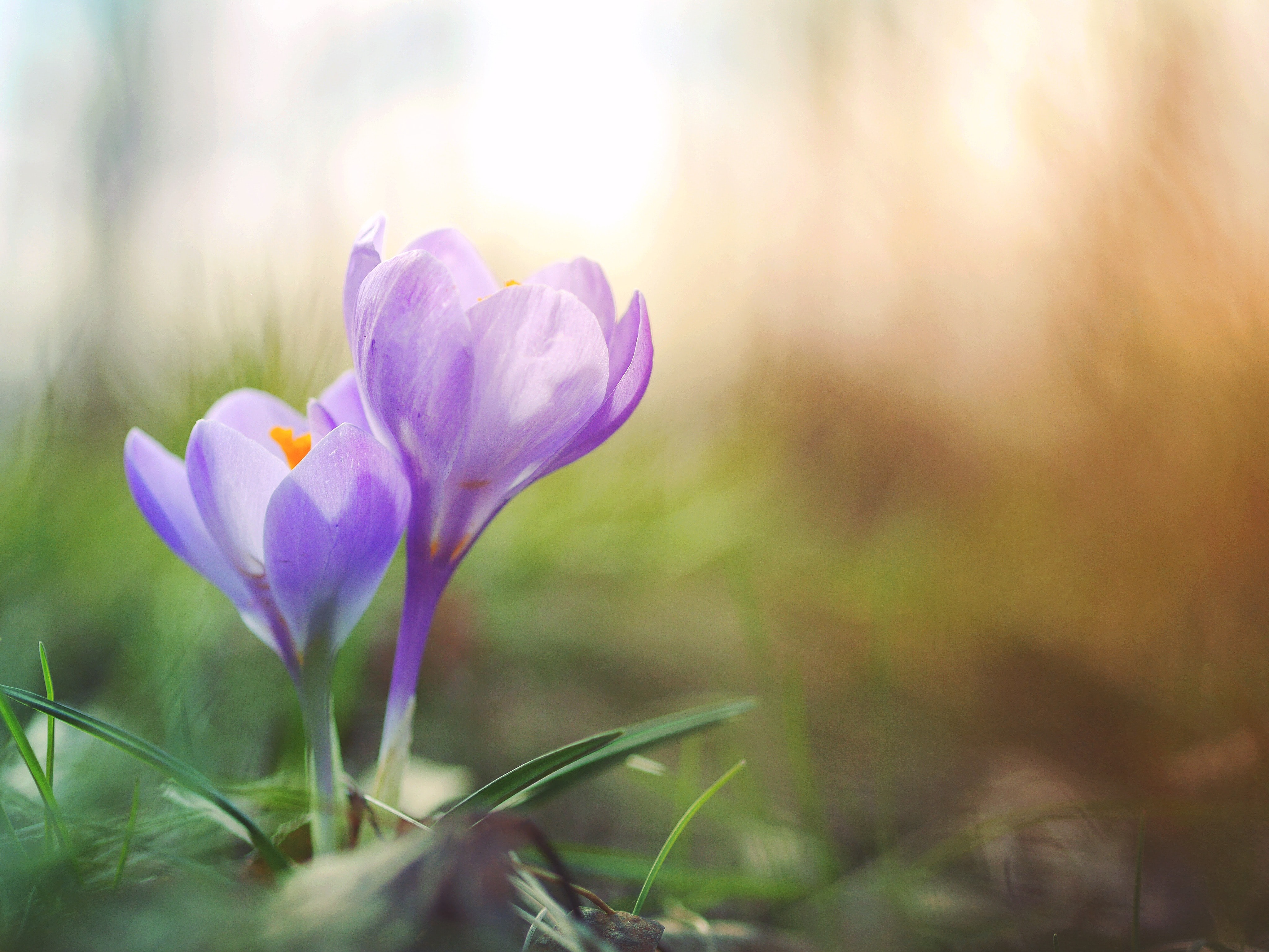 aaron burden hB xgEXucQs unsplash crocus