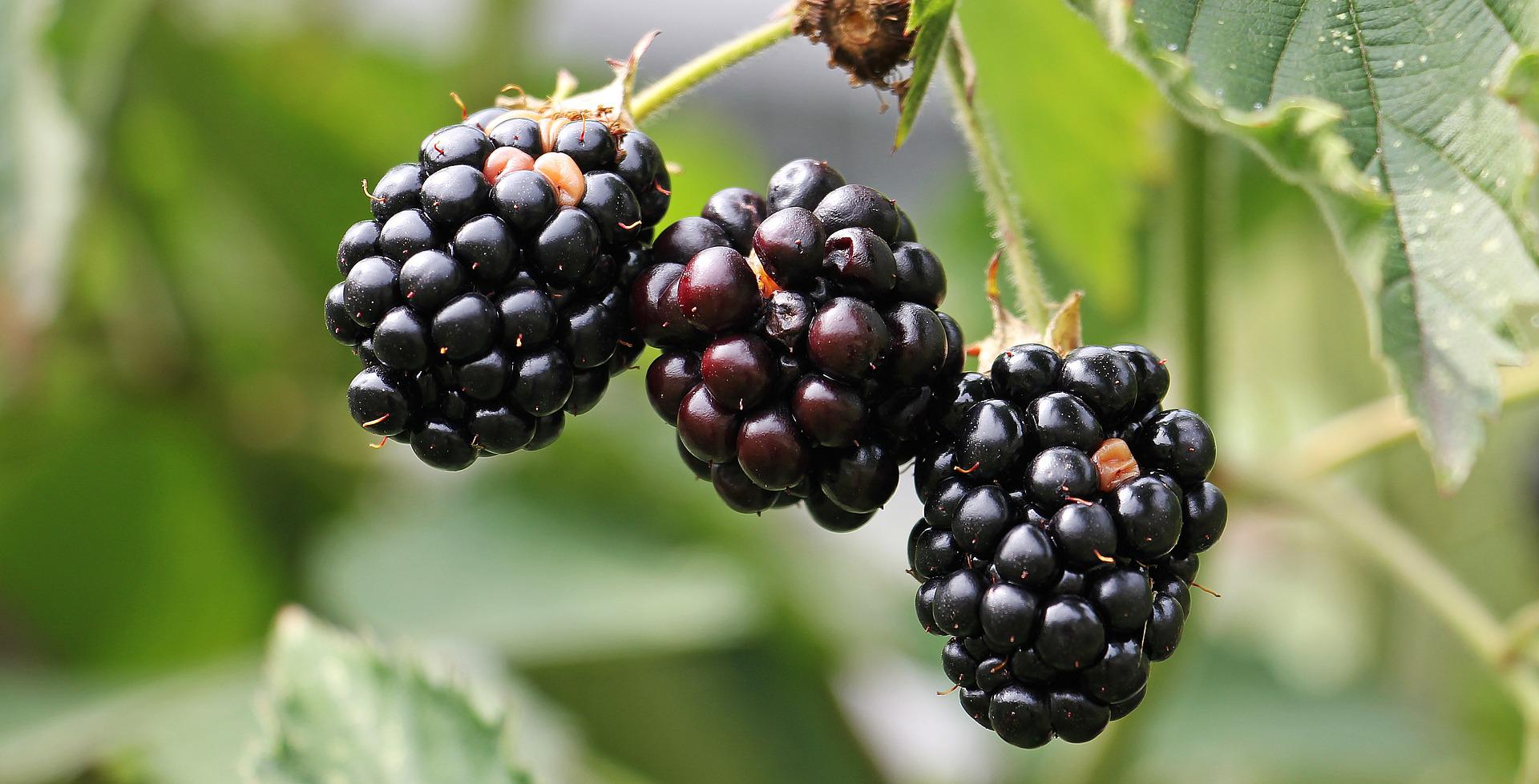 blackberries 1539540 1920