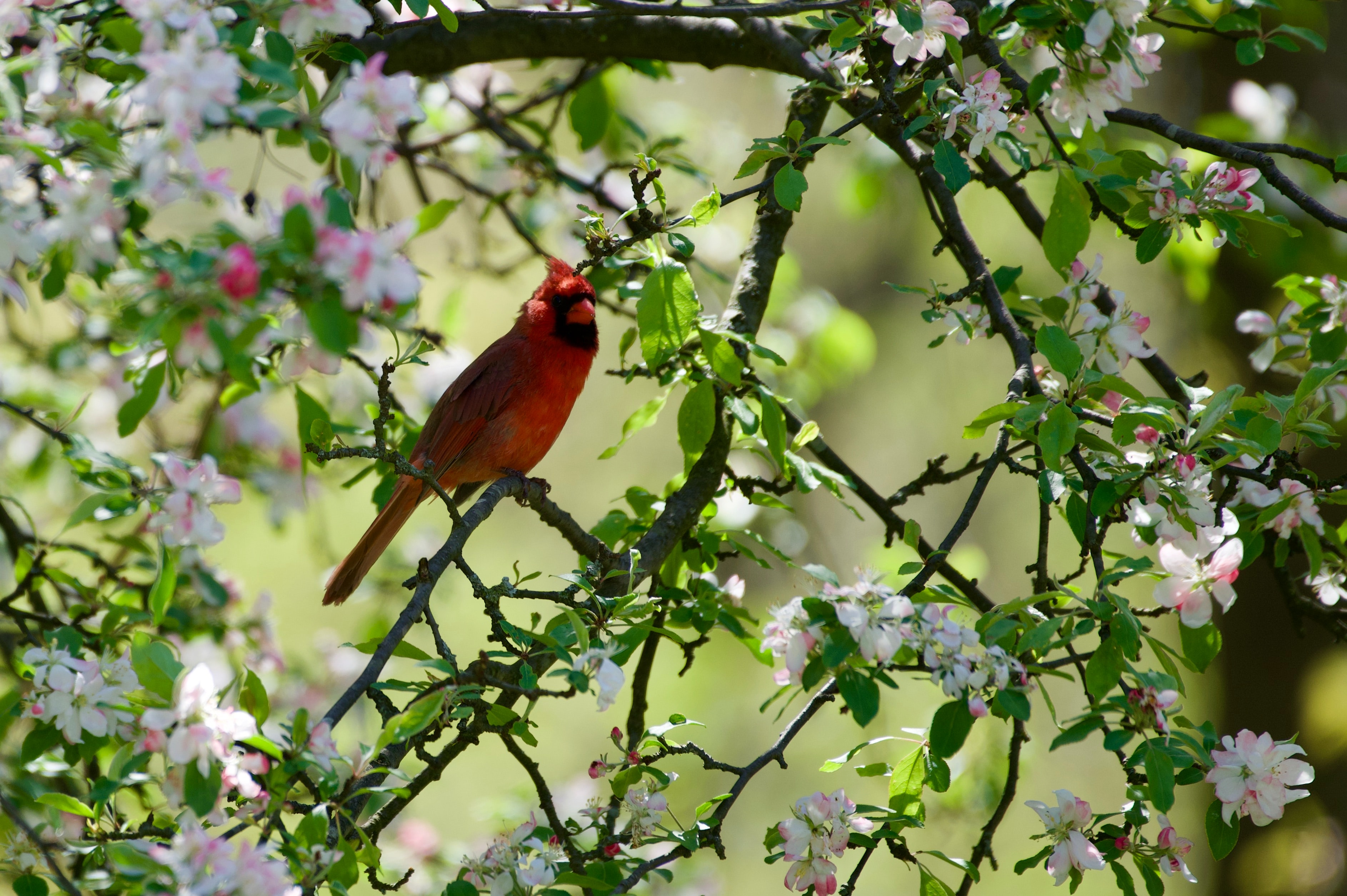 cardinaljoe cox LSVYhGD2rFM unsplash