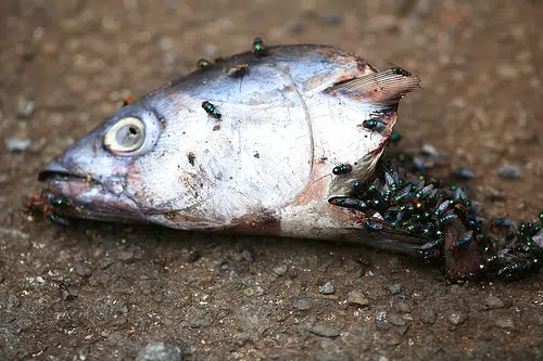 dead fish