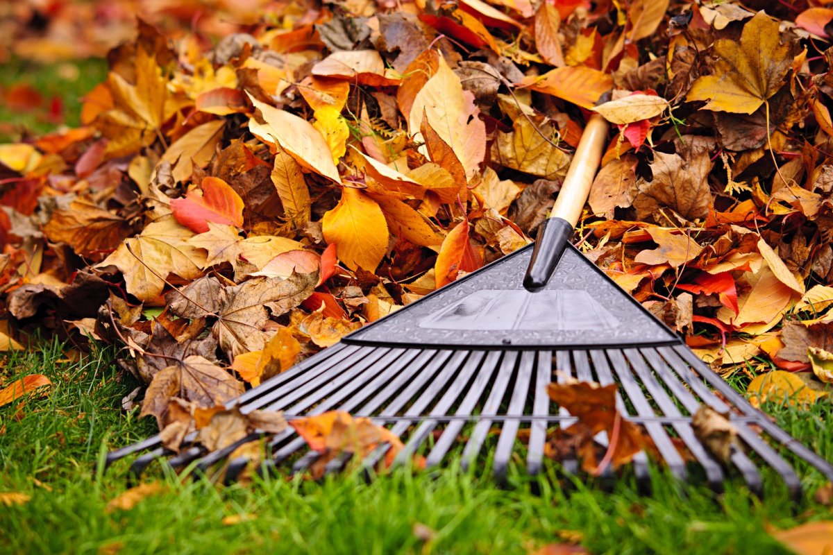 fall leaves with rake