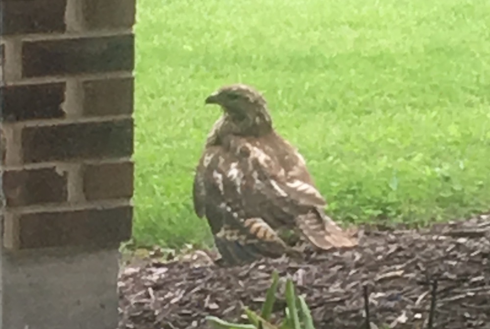 hawk