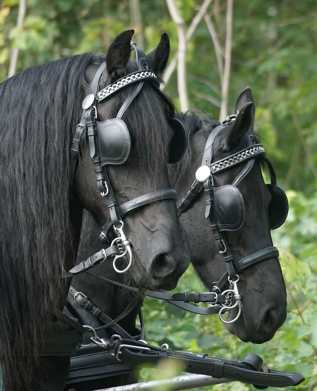 horse with blinders