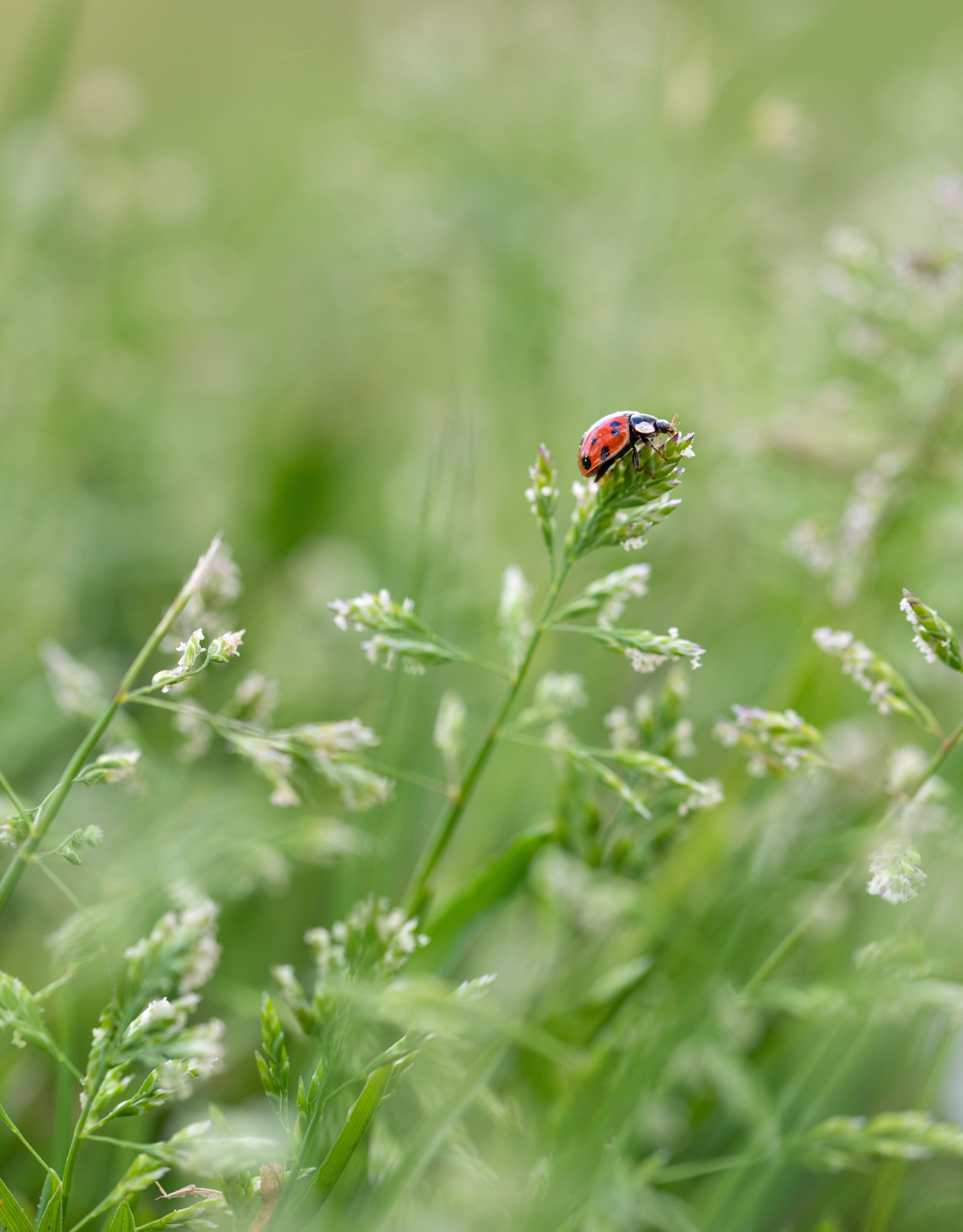 ladybug web