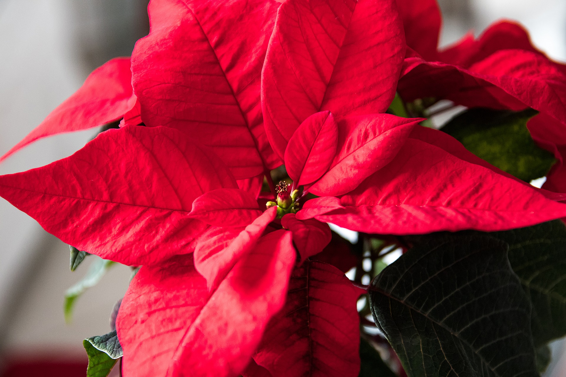 poinsettia lucas blog