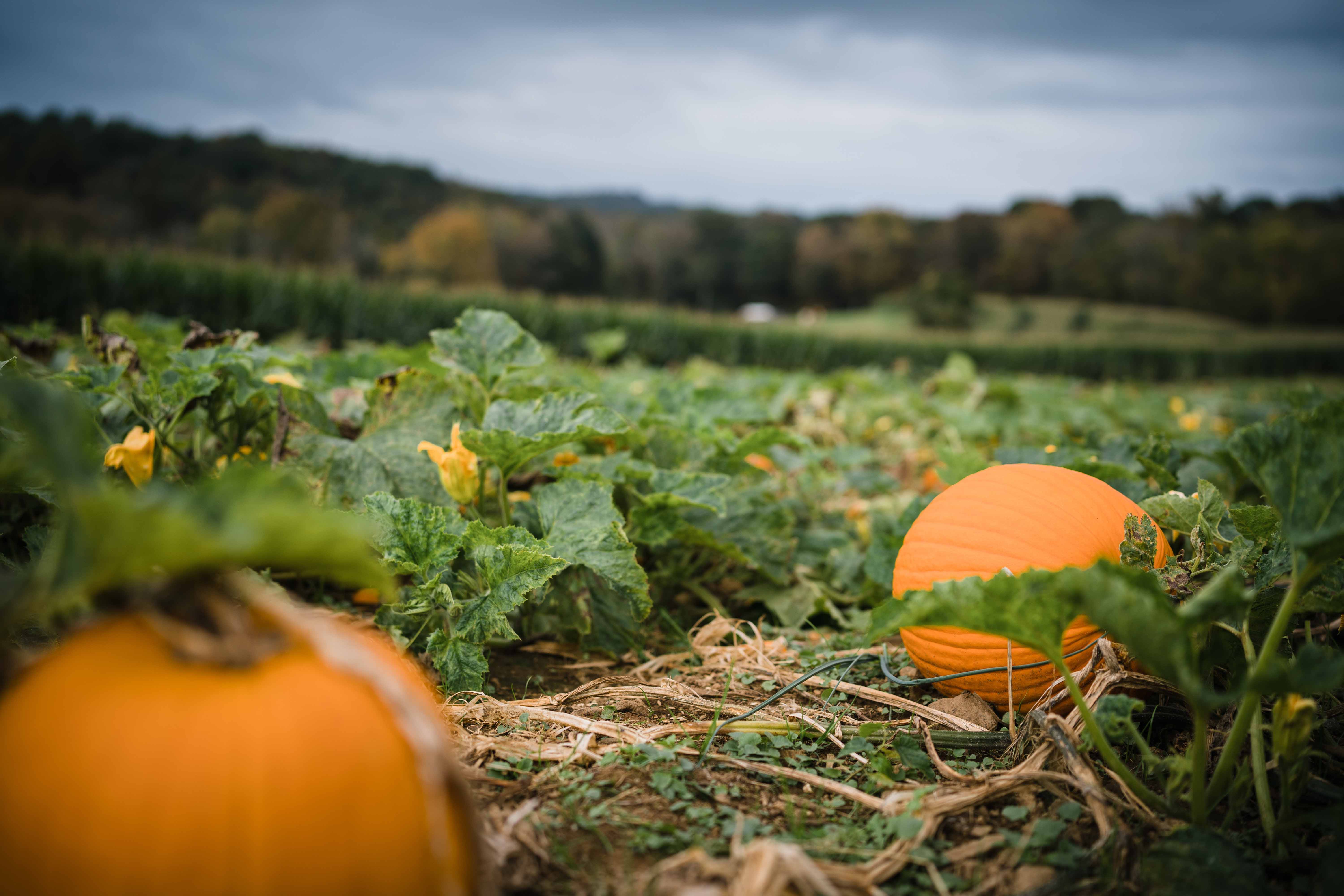 pumpkinvineWEBbrian wegman rAMDKA05 zE unsplash