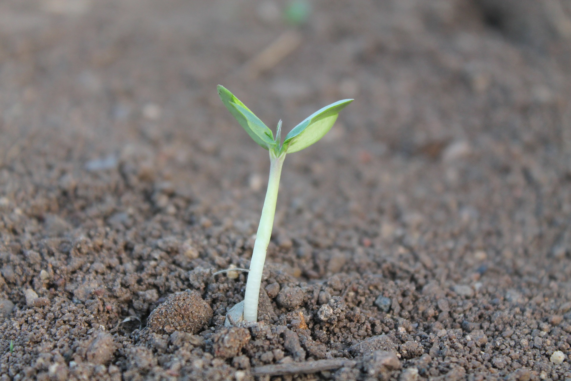 sproutplant 259806 1920
