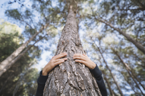 treehugger for web